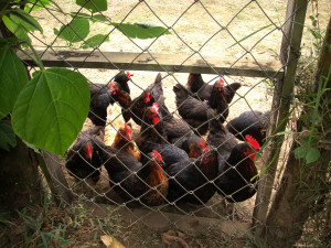 Chickens on base provide fresh eggs on a daily basis