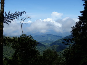 Rainforest reserve