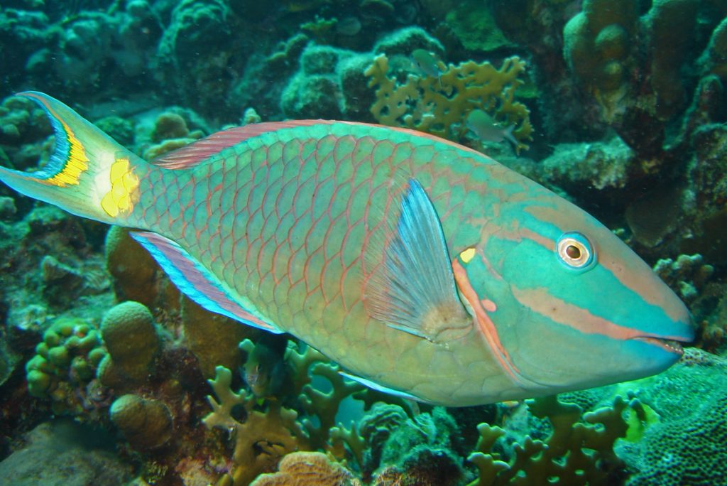 Stoplight Parrotfish (Sparisoma viride) at Salt Pier