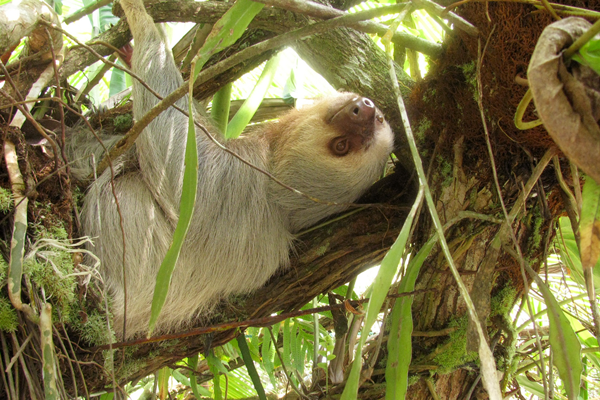 5 Common Costa Rican Creatures Found at Manuel Antonio