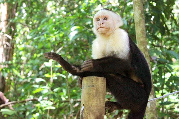 5 Common Costa Rican Creatures of Manuel Antonio