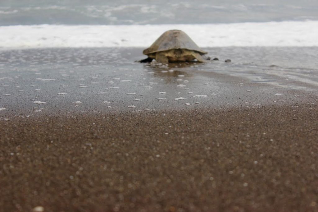 Sea Turtle goes to the sea