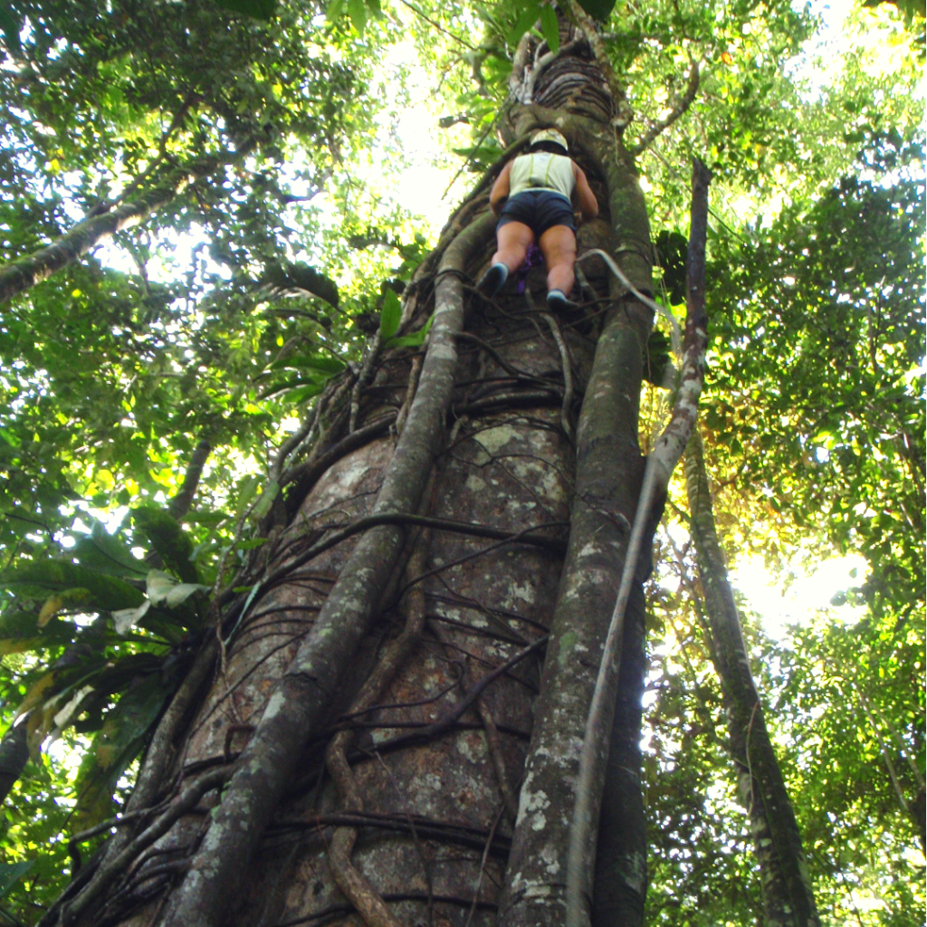 a student climbing a tree in the rainforest