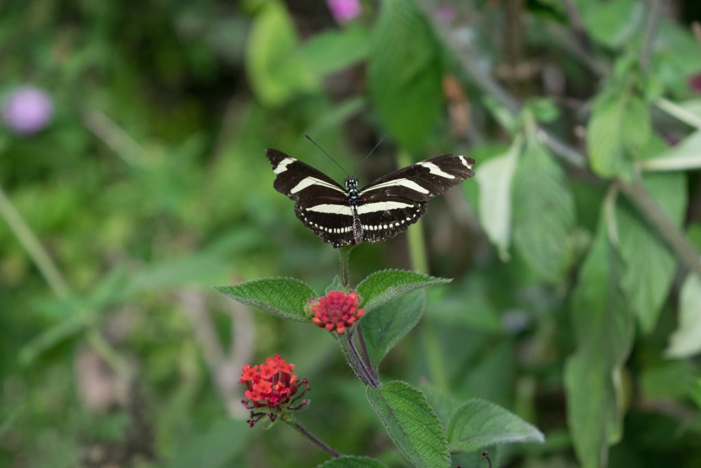 A black and white striped butterfly on a leaf