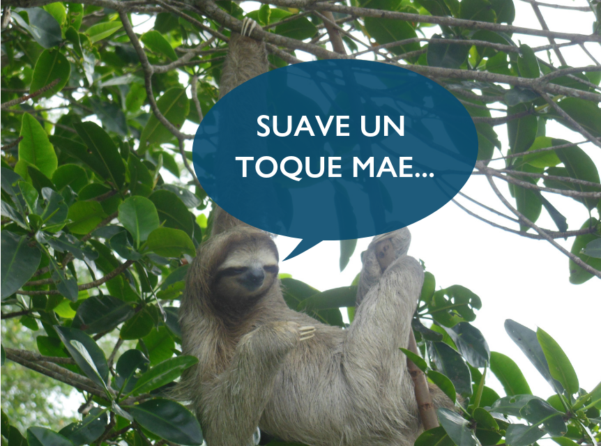 A sloth hanging from a tree with a speech bubble saying 'suave un toque mae'