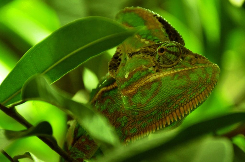 green chameleon camouflaged with green leaves