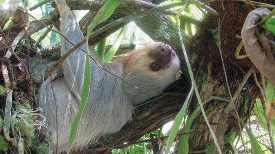A three-toed sloth smiling and laying in a tree